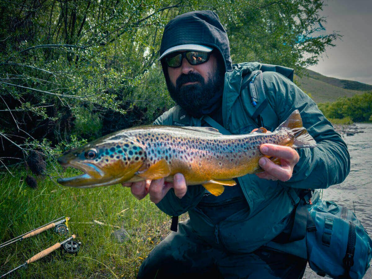 Guide holding a wild brown trout by a willow-lined bank in early season, Northern Patagonia