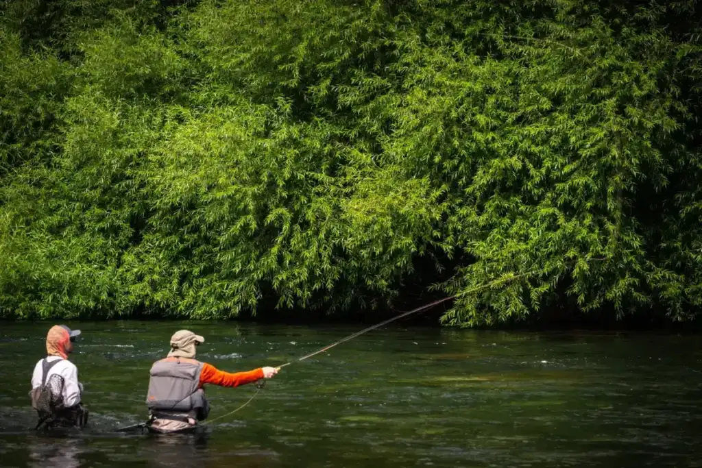 Fly fisherman casting under willow trees on an Argentine river