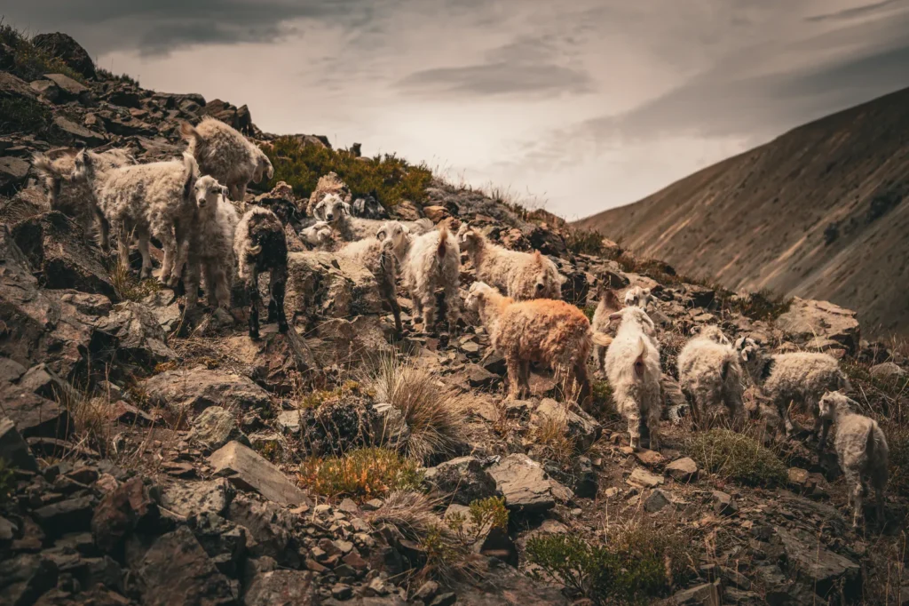 Goat herd crossing the mountains of Neuquen Province, Argentina