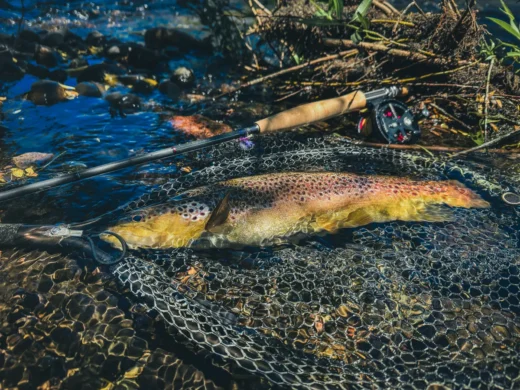 Wild brown trout resting in the net before release
