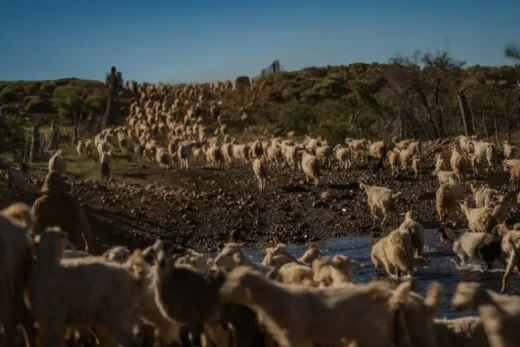 Herd moving through the steppe on the seasonal transhumance route