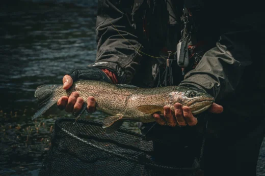 Rainbow trout held in both hands in low evening light