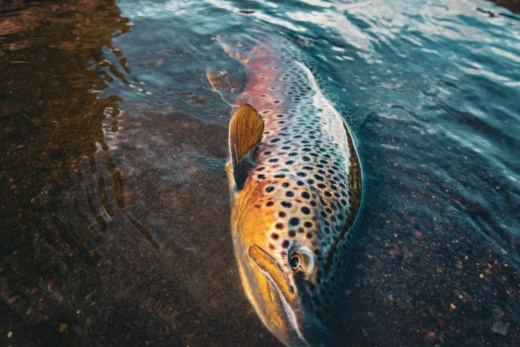 Brown trout swimming away after being released