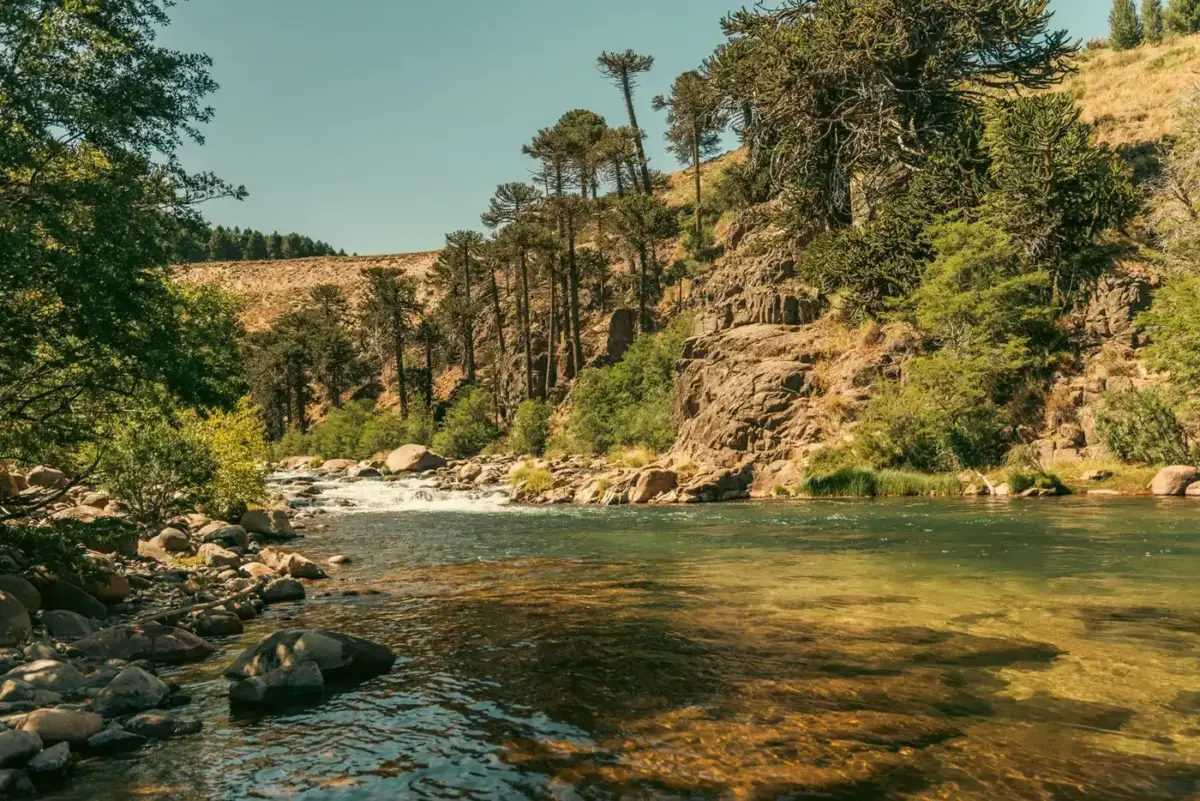 River running under araucaria trees in northern Neuquen, Argentina