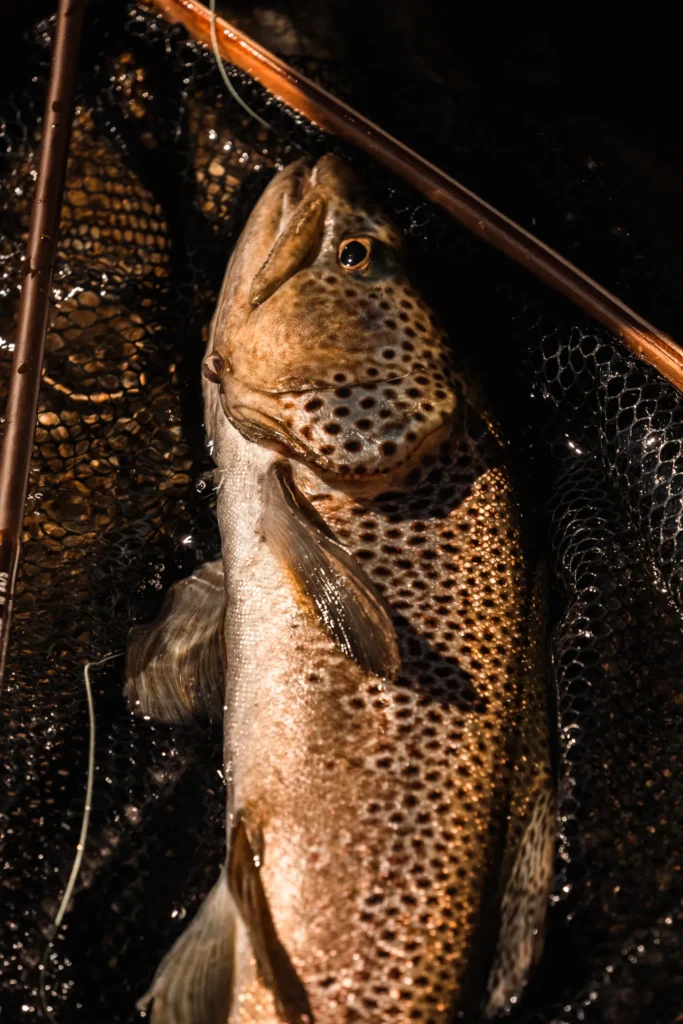 Brown trout and fly rod resting in the landing net