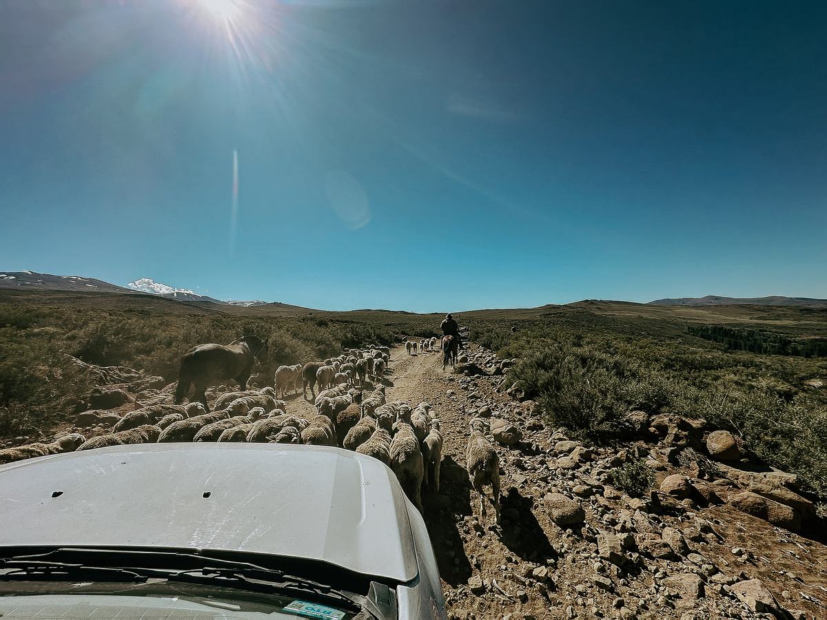 Seen from the truck, a gaucho on horseback drives a flock of sheep along a dirt track, snow-capped mountains behind, northern Neuquén