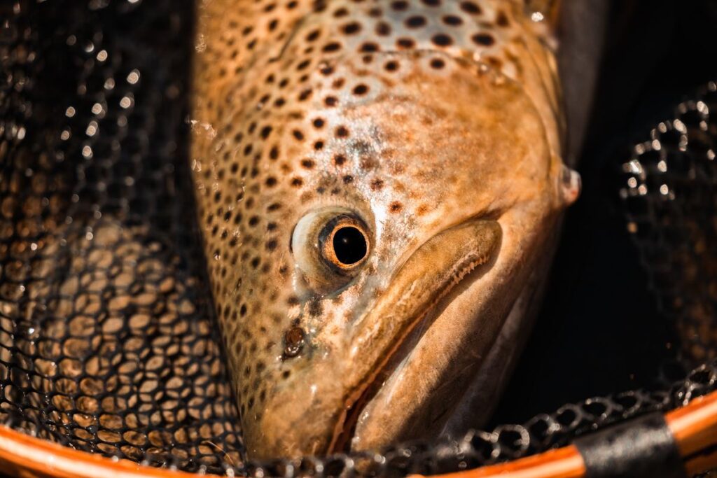 Close-up of a wild brown trout head resting in a landing net, northern Patagonia
